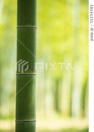 京都府向日市・竹の径 55254383