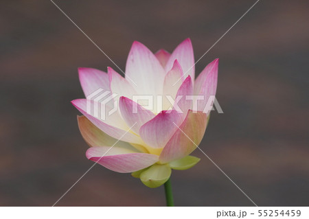 ハス Lotus ハス Lotus 55254459