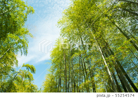 京都府向日市・竹の径 55254574