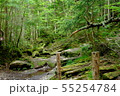 日本の風景(苔の森) 55254784