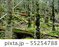 苔の森 55254788
