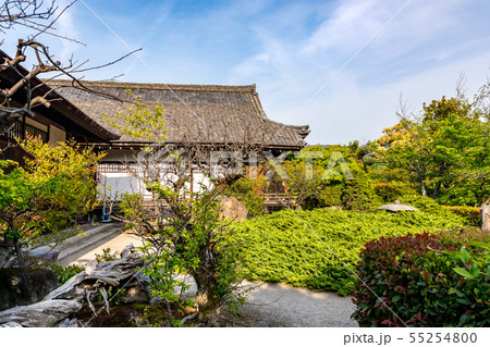 書院前の臥竜の老梅 京都勧修寺 書院前の臥竜の老梅 京都勧修寺 55254800