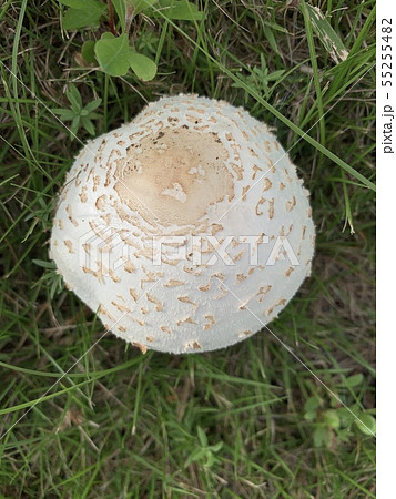 白いキノコ White Mushroom Or Fungiの写真素材