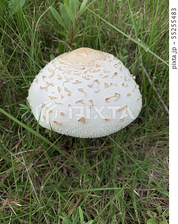 白いキノコ White Mushroom Or Fungiの写真素材