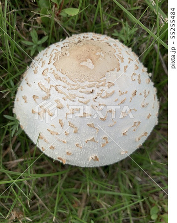 白いキノコ White Mushroom Or Fungiの写真素材