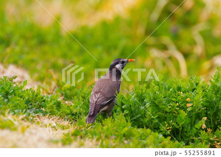 ムクドリ 55255891