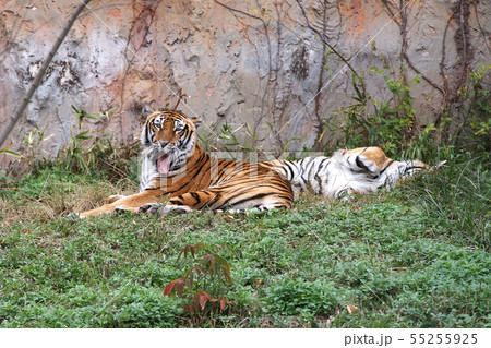 虎 虎 55255925