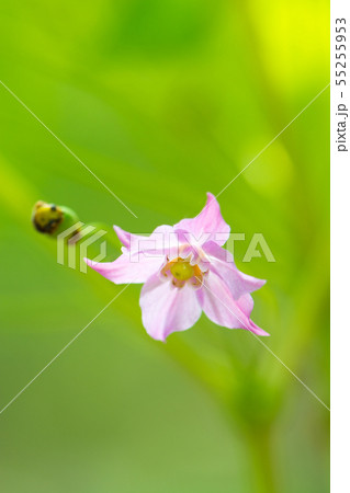 花の写真 55255953