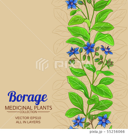 borage vector frame 55256066