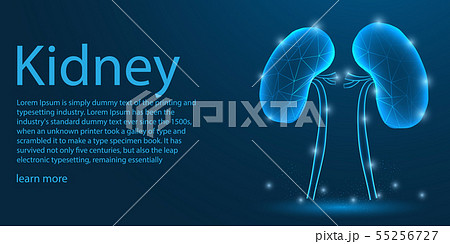 Human Kidney medical organ. low poly wireframe Human Kidney medical organ. low poly wireframe 55256727