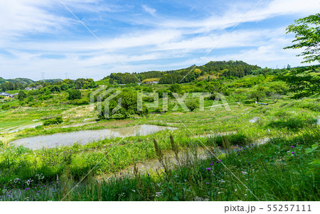 静岡・せんがまちの棚田と青空 55257111