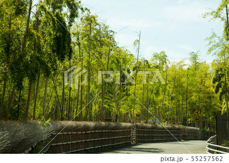 京都府向日市・竹の径 京都府向日市・竹の径 55257562