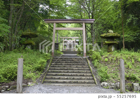 箱根仙石原 【神奈川県】 公時神社 【夏】 箱根仙石原 【神奈川県】 公時神社 【夏】 55257695