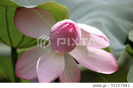 ハスの花　ハス　蓮　蓮の花　古代ハス　蕾の蓮　蕾のハス 55257981