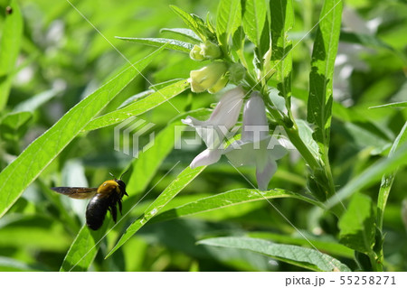 ゴマの花とクマバチ ゴマの花とクマバチ 55258271