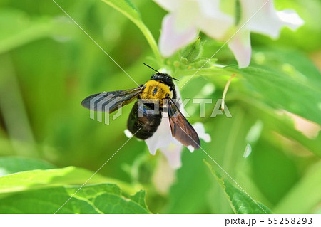 ゴマの花とクマバチ 55258293