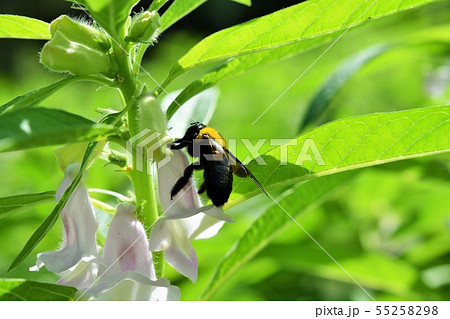 ゴマの花とクマバチ ゴマの花とクマバチ 55258298