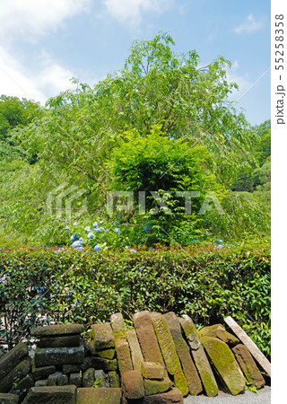 北鎌倉 明月院のアジサイ 北鎌倉 明月院のアジサイ 55258358