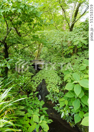 北鎌倉　明月院　正面入口横から石橋を望む 55258359