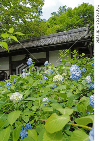 北鎌倉　明月院　アジサイと総門 55258361