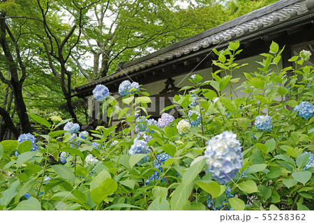 北鎌倉 明月院 アジサイと総門 北鎌倉 明月院 アジサイと総門 55258362