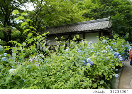北鎌倉　明月院　アジサイと総門 55258364