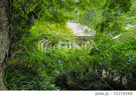 北鎌倉　明月院　アジサイ越しに見る本堂 55258366