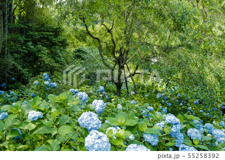 北鎌倉 明月院のアジサイ 北鎌倉 明月院のアジサイ 55258392
