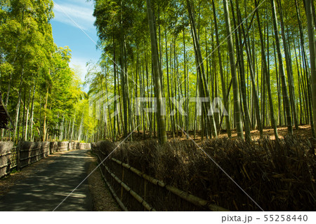 京都府向日市・竹の径 55258440