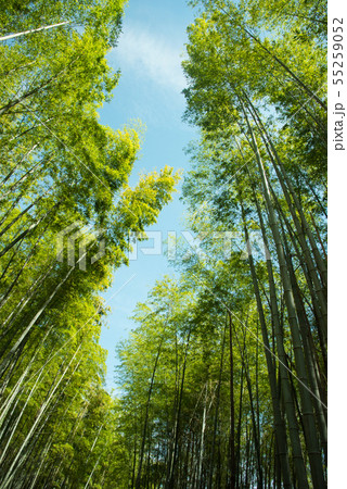 京都府向日市・竹の径 55259052