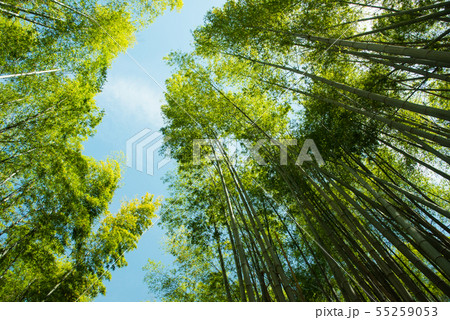 京都府向日市・竹の径 55259053