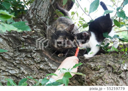 猫・野良猫・錆柄・さびちゃん・子供・子猫・白黒・木登り・ご飯 猫・野良猫・錆柄・さびちゃん・子供・子猫・白黒・木登り・ご飯 55259779