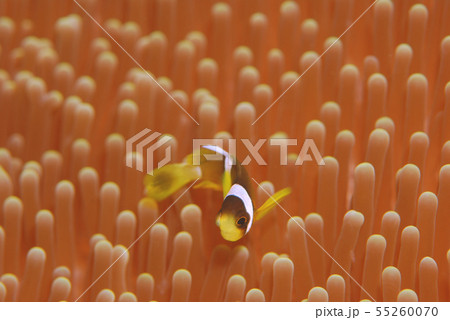 クマノミ　イソギンチャク 55260070