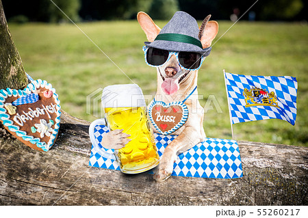 bavarian beer dog bavarian beer dog 55260217