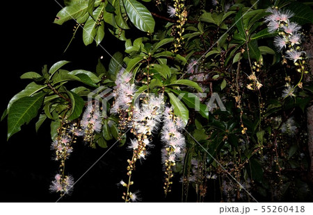 サガリバナ 55260418