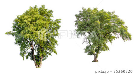 Isolate green tree. Isolate green tree. 55260520