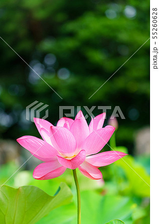 蓮の花 蓮の花 55260628