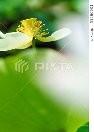 蓮の花 蓮の花 55260631