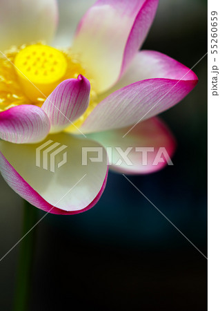 蓮の花 蓮の花 55260659