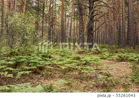 vegetation protected by a pine forest. guadarrama 55261043