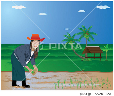 farmer transplant rice seeding in paddy field farmer transplant rice seeding in paddy field 55261128
