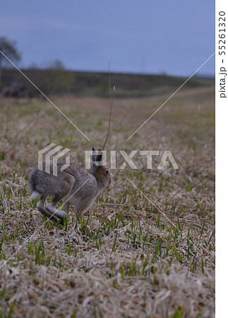 春のウサギ⑤（北海道） 55261320