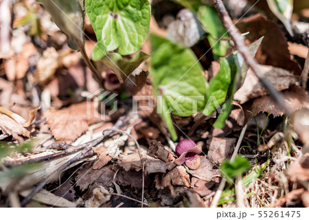 ウスバサイシン 55261475