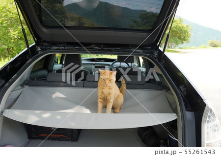 猫・野良猫・茶トラ・チャー坊・梅雨・のんびり・寛ぐ 55261543
