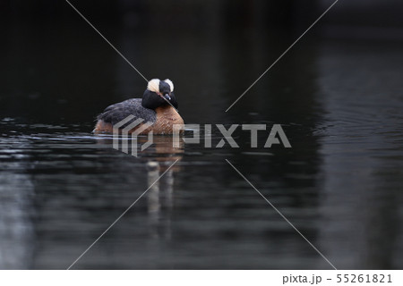 ミミカイツブリ②(北海道) ミミカイツブリ②(北海道) 55261821