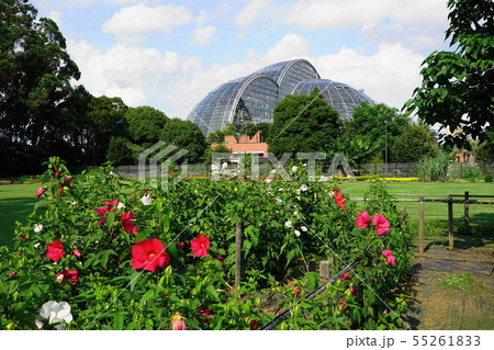 7月 夢の島熱帯植物館02アメリカフヨウ(クサフヨウ)・アオイ科 7月 夢の島熱帯植物館02アメリカフヨウ(クサフヨウ)・アオイ科 55261833