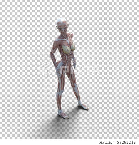 女性 解剖 筋肉 ３dcg イラスト素材のイラスト素材