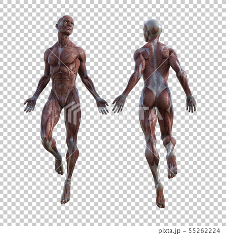 男性 解剖 筋肉 ３dcg イラスト素材のイラスト素材