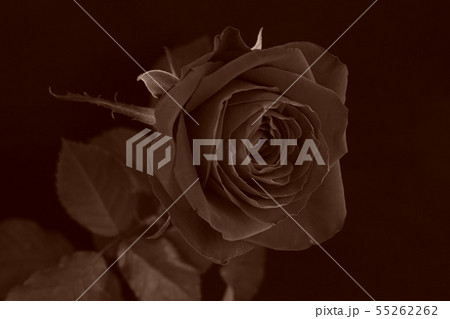 赤い バラ 薔薇 ばら 一輪 黒バック 黒背景 マクロ 接写 セピアの写真素材 赤い バラ 薔薇 ばら 一輪 黒バック 黒背景 マクロ 接写 セピアの写真素材