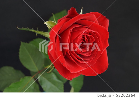 赤い バラ 薔薇 ばら 一輪 黒バック 黒背景 マクロ 接写の写真素材